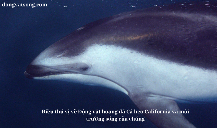 Điều thú vị về Động vật hoang dã Cá heo California và môi trường sống của chúng Điều thú vị về Động vật hoang dã Cá heo California và môi trường sống của chúng