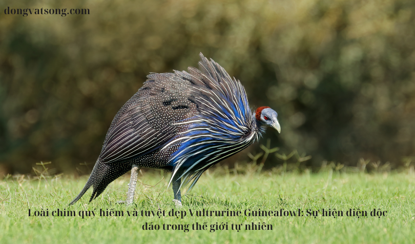 Loài chim quý hiếm và tuyệt đẹp Vultrurine Guineafowl: Sự hiện diện độc đáo trong thế giới tự nhiên Loài chim quý hiếm và tuyệt đẹp Vultrurine Guineafowl: Sự hiện diện độc đáo trong thế giới tự nhiên