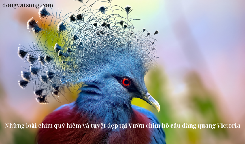 Những loài chim quý hiếm và tuyệt đẹp tại Vườn chim bồ câu đăng quang Victoria Những loài chim quý hiếm và tuyệt đẹp tại Vườn chim bồ câu đăng quang Victoria
